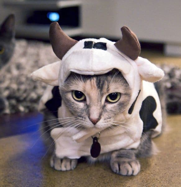 Battle cat