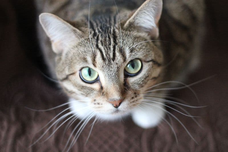 Cat of the day