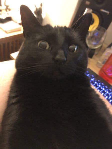Battle cat